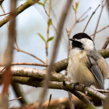 A sneaky picture of black-capped chickadee sitting; all puffed up, on a branch on a cold winter day.