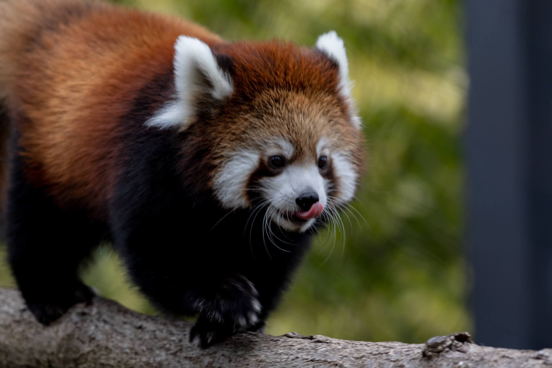 A young red panda licking his chops.