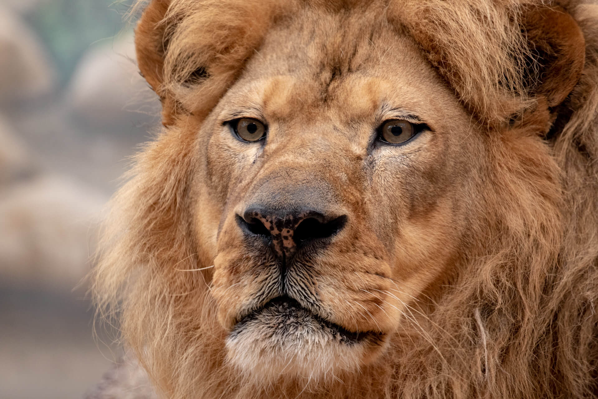 Why are Lions considered kings of the jungle anyway?