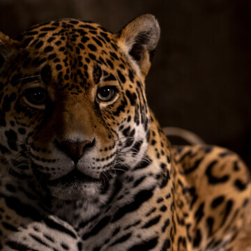 When a Jaguar sees through your soul.