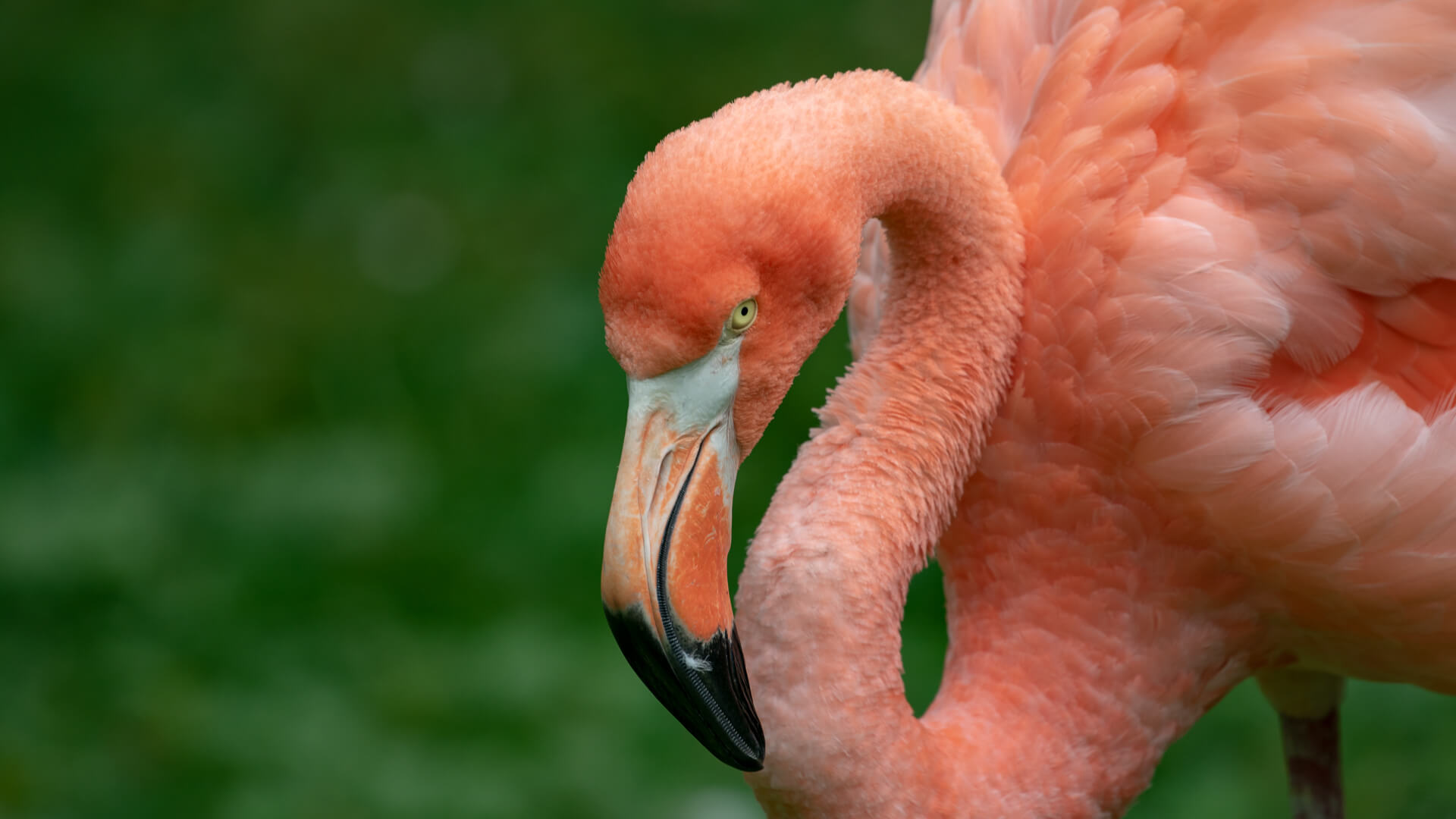 A flamingo wading around at the Milwaukee County Zoo.