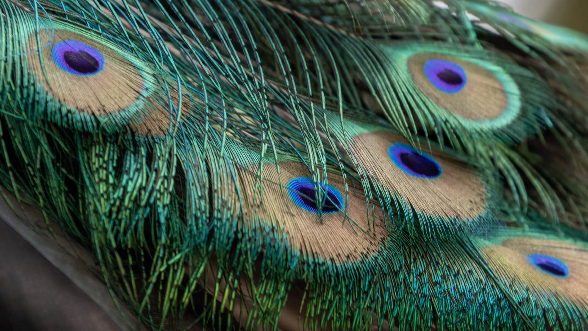 The feathers of a peacock from the Shalom Wildlife Zoo.