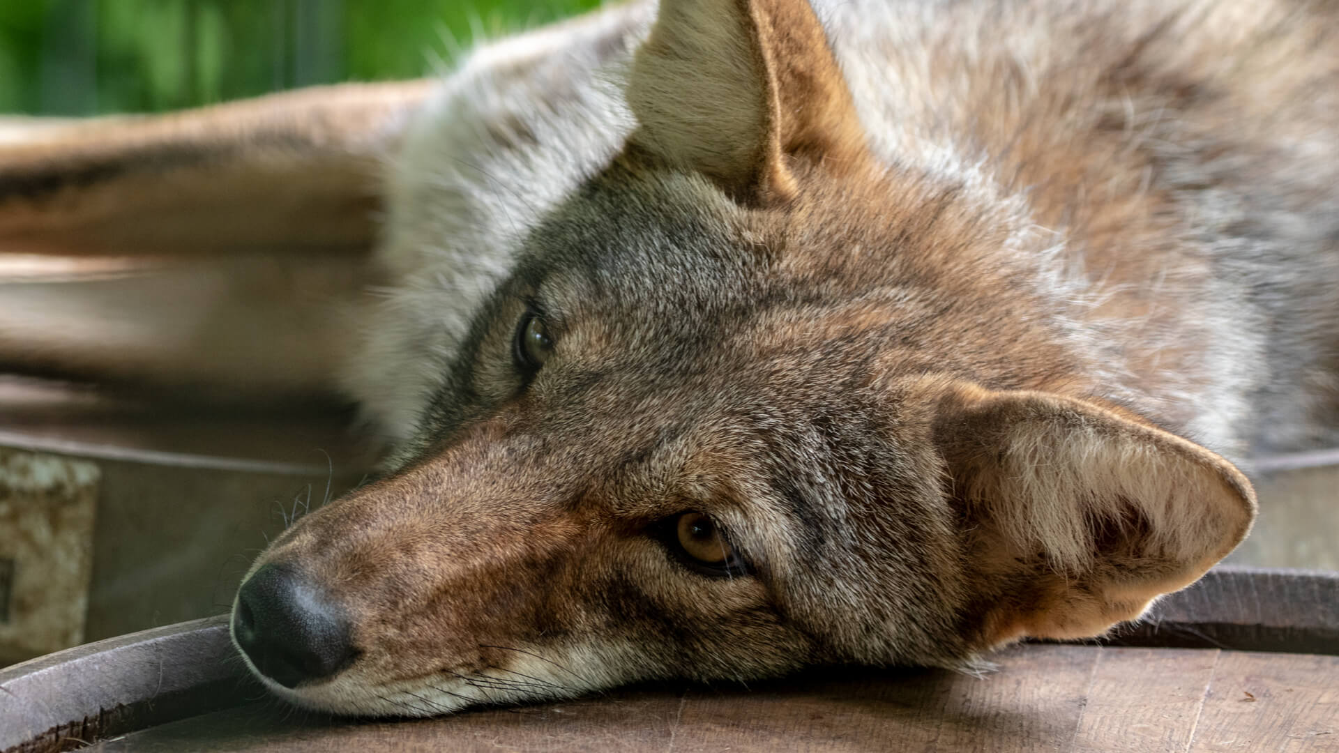 A coyote chillaxing on a couple of barrels at the Shalom Zoo.