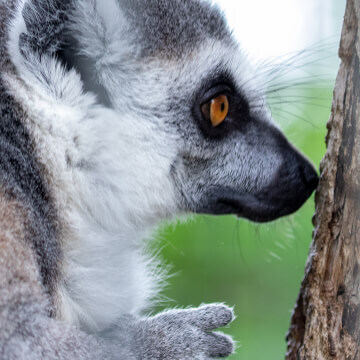 A ring-tailed lemur shows it's adorable fuzzy hand.