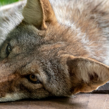 A coyote chillaxing on a couple of barrels at the Shalom Zoo.