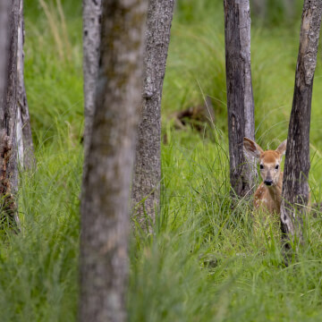 White-tailed deer fawn peeks out from behind a tree.