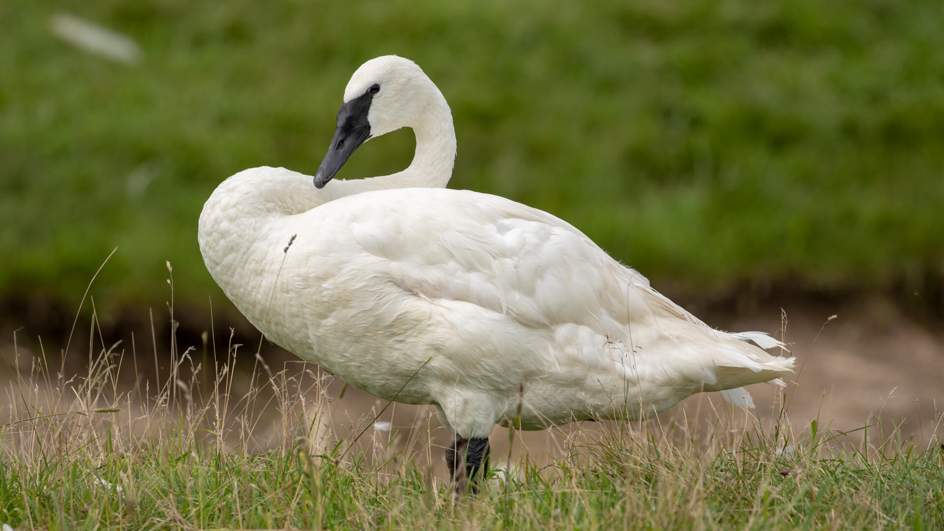 A trumpeter swan shows of his/her beautiful white feathers.